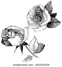 Flor de rosa de flores silvestres en un estilo vectorial aislado. Nombre completo de la planta: rosa, rosa, hulema. Flor silvestre vectorial para fondo, textura, patrón envolvente, marco o borde.