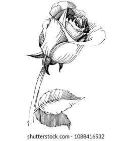 Wildflower rose flower in a vector style isolated. Vector wildflower for background, texture, wrapper pattern, frame or border.