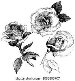 Blumenblume, Rosenblume auf Vektorgrafik einzeln. Vektorwelpen für Hintergrund, Textur, Wrapper-Muster, Rahmen oder Rahmen.