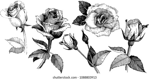 Wildflower rose flower in a vector style isolated. Vector wildflower for background, texture, wrapper pattern, frame or border.