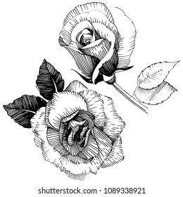 Wildflower rose flower in a vector style isolated. Vector wildflower for background, texture, wrapper pattern, frame or border.