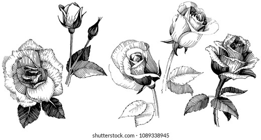 Wildflower rose flower in a vector style isolated. Vector wildflower for background, texture, wrapper pattern, frame or border.