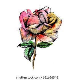 Wildflower rose flower in a watercolor style isolated. Vector wild flower for background, texture, wrapper pattern, frame or border.