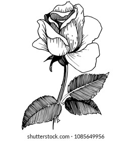 Wildflower rose in a vector style isolated. Vector wildflower for background, texture, wrapper pattern, frame or border.