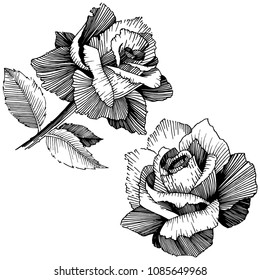 Wildflower rose in a vector style isolated. Vector wildflower for background, texture, wrapper pattern, frame or border.