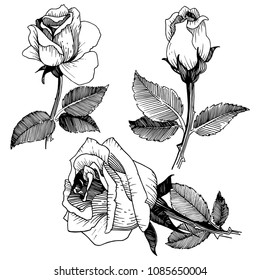 Wildflower rose in a vector style isolated. Vector wildflower for background, texture, wrapper pattern, frame or border.