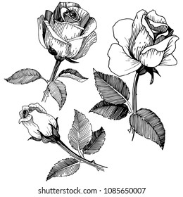 Wildblume Rose im Vektorstil einzeln. Vektorwelpen für Hintergrund, Textur, Wrapper-Muster, Rahmen oder Rahmen.