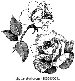 Wildflower rose in a vector style isolated. Vector wildflower for background, texture, wrapper pattern, frame or border.