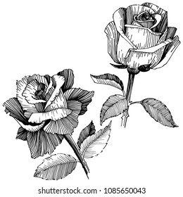 Wildflower rose in a vector style isolated. Vector wildflower for background, texture, wrapper pattern, frame or border.