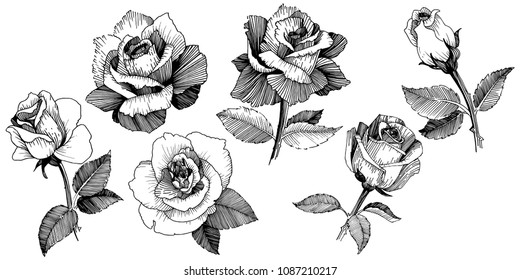 Wildflower rose in a vector style isolated. Vector wildflower for background, texture, wrapper pattern, frame or border.