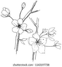 Flor de flor sakura silvestre en un estilo vectorial aislado. Nombre completo de la planta:  Florecimiento de los sakura. Flor silvestre vectorial para fondo, textura, patrón envolvente, marco o borde.