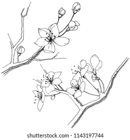 Flor de flor sakura silvestre en un estilo vectorial aislado. Nombre completo de la planta:  Florecimiento de los sakura. Flor silvestre vectorial para fondo, textura, patrón envolvente, marco o borde.
