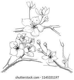 Wildflower sakura bloom flower in a vector style isolated. Full name of the plant:  Sakura bloom. Vector wildflower for background, texture, wrapper pattern, frame or border.