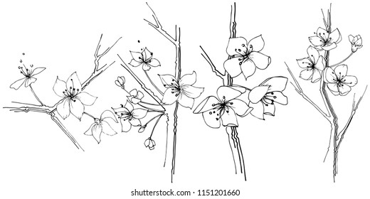 Wildflower sakura bloom flower in a vector style isolated. Full name of the plant:  Sakura bloom. Vector wildflower for background, texture, wrapper pattern, frame or border.