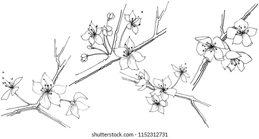Wildflower sakura bloom flower in a vector style isolated. Full name of the plant:  Sakura bloom. Vector wildflower for background, texture, wrapper pattern, frame or border.