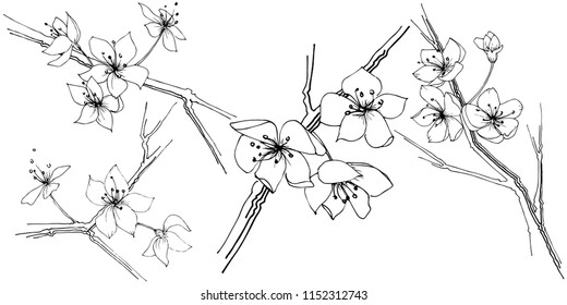 Wildflower sakura bloom flower in a vector style isolated. Full name of the plant:  Sakura bloom. Vector wildflower for background, texture, wrapper pattern, frame or border.