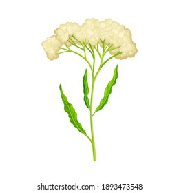 Wildflower Specie with Small Florets on Green Stalk Vector Illustration