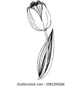 Wildblume-Tulpenblume auf Vektorgrafik einzeln. Vollständiger Name der Pflanze: Tulpe. Vektorwelpen für Hintergrund, Textur, Wrapper-Muster, Rahmen oder Rahmen.