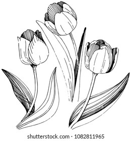Wildflower tulip flower in a vector style isolated. Full name of the plant: tulip. Vector wildflower for background, texture, wrapper pattern, frame or border.
