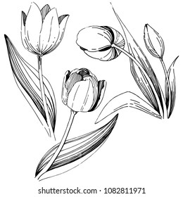 Wildflower tulip flower in a vector style isolated. Full name of the plant: tulip. Vector wildflower for background, texture, wrapper pattern, frame or border.