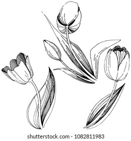 Wildflower tulip flower in a vector style isolated. Full name of the plant: tulip. Vector wildflower for background, texture, wrapper pattern, frame or border.