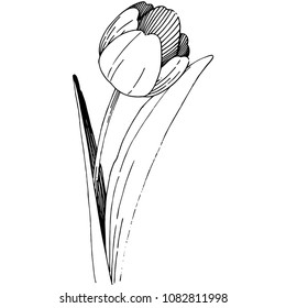 Wildflower tulip flower in a vector style isolated. Full name of the plant: tulip. Vector wildflower for background, texture, wrapper pattern, frame or border.