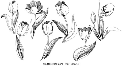 Wildflower tulip flower in a vector style isolated. Full name of the plant: tulip. Vector wildflower for background, texture, wrapper pattern, frame or border.