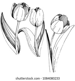 Wildflower tulip flower in a vector style isolated. Full name of the plant: tulip. Vector wildflower for background, texture, wrapper pattern, frame or border.