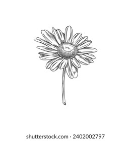 Wildflower, vector hand drawn sketch illustration, isolated on white. Chamomile line art drawing. Outline of wildflower. Decorative ink engraved floral, herb and botanical element.