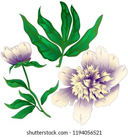 Wildflower white peony in a vector style isolated. Full name of the plant: peony. Vector flower for background, texture, wrapper pattern, frame or border.