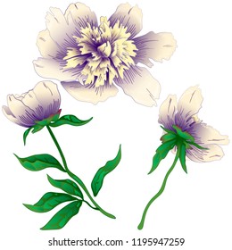 Wildflower white peony in a vector style isolated. Full name of the plant: peony. Vector flower for background, texture, wrapper pattern, frame or border.