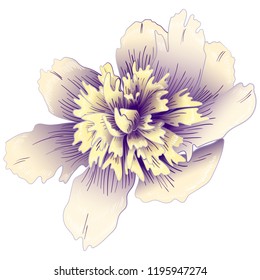 Wildflower white peony in a vector style isolated. Full name of the plant: peony. Vector flower for background, texture, wrapper pattern, frame or border.