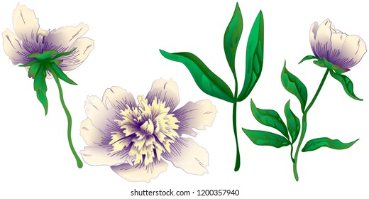 Wildflower white peony in a vector style isolated. Full name of the plant: peony. Vector flower for background, texture, wrapper pattern, frame or border.