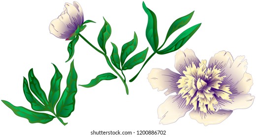 Peón blanco de flor silvestre en un estilo vectorial aislado. Nombre completo de la planta: peonía. Flor vectorial para fondo, textura, patrón envolvente, marco o borde.