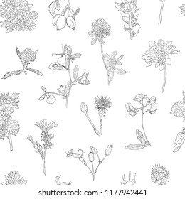 Wildflowers berries seamless pattern Hand drawn vector botanical illustration Background dogrose, burdock, herbs
