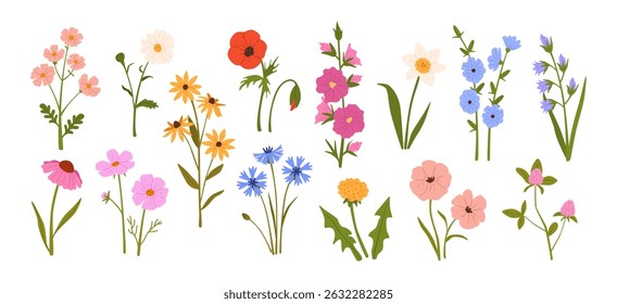 Flores selvagens. Flores florescentes da primavera do jardim e do verão. Ervas herbáceas dos prados e plantas de campo. Daisy, papoula e dente de leão, camomila e flor de milho. Conjunto de vetor floral desenhado à mão.