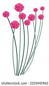 Wildflowers and blooming of wild flora, isolated icon of clover grass with foliage and pink flourishing. Botany and greenery of fields and meadows. Grassland or eco growth. Vector in flat style