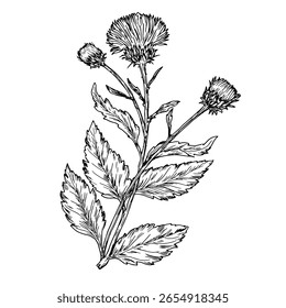 Wildflowers with buds and leaves, black and white sketch. Vector illustration. Carnation, burdock, meadow flower, isolated on a white background. The theme of nature, spring and summer