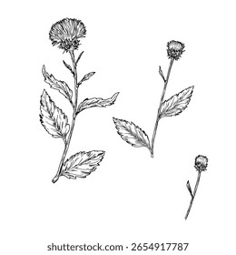Flores selvagens com botões e folhas, conjunto de silhuetas, esboço preto e branco. Ilustração vetorial. Craveiro, bardana, flor de prado, isolado sobre fundo branco. Tema da natureza, primavera e verão
