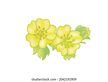 Wildflowers. Buttercups. Flowers line drawn on white background. Vector sketch. 