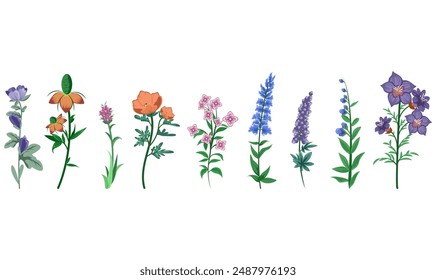 Wildflowers Collection Flower Illustration Set