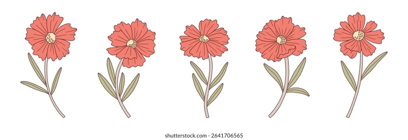 Wildflowers colorful set with contour. Blooming hand-drawn wild plant coreopsis, meadow flowers. Botanical elements for design projects. Detailed floral vector illustration