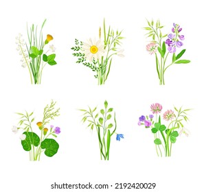Wildflowers Composition with Meadow Plants and Flora Vector Set