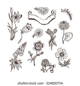 Wildflowers. Flowers. Vector set of sketched flowers. Doodles flowers and banner.