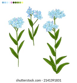 Wildflowers, forget-me-not blue flower. Vector sketch of summer flowers