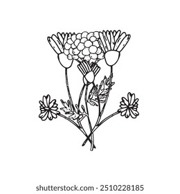 Wildflowers in graphics. Hand draws graphic illustrations on a white background. Wildflowers theme for design
