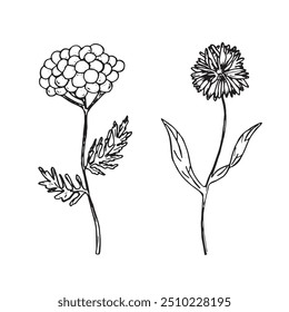 Wildflowers in graphics. Hand draws graphic illustrations on a white background. Wildflowers theme for design