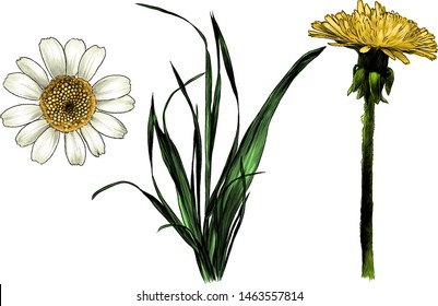 wildflowers grass dandelion and Daisy set, sketch vector graphic color illustration on white background