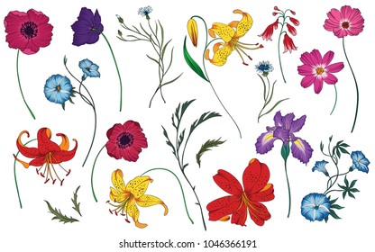 Flores silvestres y hierbas aromáticas. Ilustración vectorial colorida. Elementos florales.