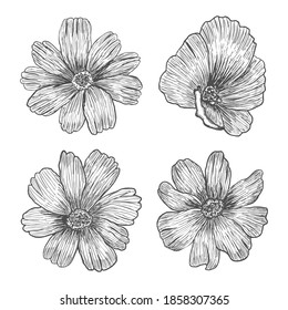 Wildflowers. Isolated botanical elements. Engraving. Hatching. Vector illustration.